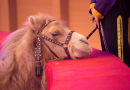 Spain banned circus lions and tigers, but other animals are still performing « Euro Weekly News