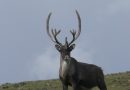 BLM Opening Fall Fortymile Caribou Federal Subsistence Hunt Zone 1 | Bureau of Land Management