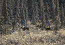 BLM Announces October 27 Opening for Winter Fortymile Caribou Federal Subsistence Hunt | Bureau of Land Management