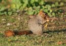 North Little Rock squirrel attack sends bloodied grandmother and mom to the ER