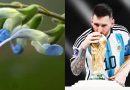 ‘Salvia Messii’ – Lionel Messi gets a new friend post international retirement – All you need to know about this plant