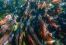 Colorado’s kokanee salmon giveaway in fall