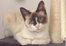 Bridges Bar quiz night help Mijas animals « Euro Weekly News