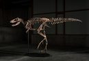 Auction News: Sotheby’s Sells Nanotyrannus Jodi for $47.3M in New York
