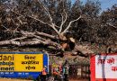 Mango orchards give way to Adani’s power plant