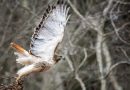 CT’s small wildlife sanctuaries deserve a bigger place in conservation
