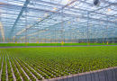 German supermarket grows 900,000 salads a year on its own rooftop « Euro Weekly News