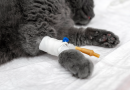 Common hair-loss treatment can kill cats and dogs « Euro Weekly News