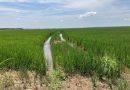 What’s with farmers and Trump?