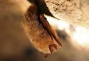 Non-profit asks Nova Scotians to ‘adopt’ a bat as part of conservation efforts – Halifax