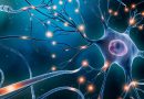 Chinese scientists find neurons may act as minicomputers that help decision-making