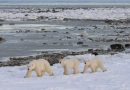 Polar bear arrival in Manitoba town prompts safety concerns, conservation opportunity – Winnipeg
