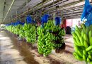 Costa Rica Farm Search Seeks 10 Missing