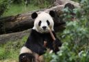 Panda diplomacy: all the countries currently hosting China’s beloved ambassadors