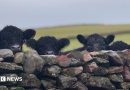 Your pictures of Scotland: Photographs from around the country