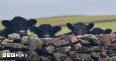 Your pictures of Scotland: Photographs from around the country