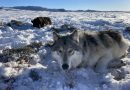 Colorado to stop killing wolves amid falling survival rate