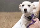 Yellowstone missing dog is homeward bound after being lost for over a month – National