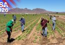 ‘Scared of crossing the border’: The Arizona farmers who rely on Mexican workers