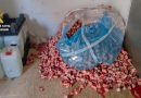 Blood, filth and chemically treated pork uncovered in Spain « Euro Weekly News