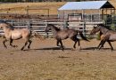Wild Horses in Peril: BLM’s Delayed Emergency Operations Begin on Riddle Mountain | Bureau of Land Management