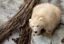 Polar bear cub ready for visitors at Winnipeg zoo, as poll opens for his name – Winnipeg