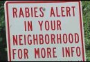 Dead raccoon tests positive for rabies in Decatur neighborhood