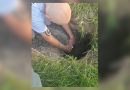 Dog trapped in sinkhole saved by fire rescue crews in Florida: CFD