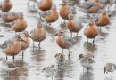 Study says Red Knots mostly skip Delaware beaches during migration