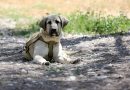 Spain’s pet owners face fines of up to €200,000 for animal welfare offences « Euro Weekly News