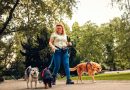 Malaga has almost twice as many pets as children « Euro Weekly News