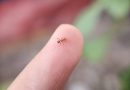 Ant warning as France fights infestation spread « Euro Weekly News