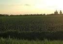 Wheat Fund Falls 2.3% as Corn, Soy Also Slip