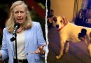 Spanberger’s office restores voting rights to dead dog, probe sought