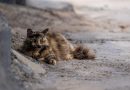 Cat lovers in Rincon de la Victoria « Euro Weekly News
