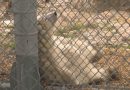 The poll-ar bear results are in, Winnipeg zoo reveals cub’s new name – Winnipeg