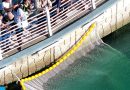 South Korean officials free a shark trapped for a month in Busan canal