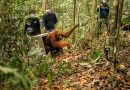 Indonesia relocates 8 orangutans into protected forest after rescue from wildfires