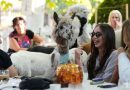 Not your everyday coffee in a Serbia cafe. Enjoy it in the company of alpacas